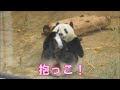 8/20シャンシャン昨日は大変だったようで…giantpanda @tokyo 上野動物園