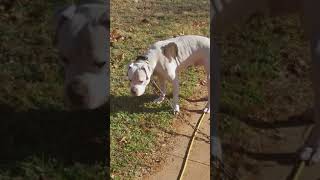 Pitbull Rescue In An Anarkins Eye