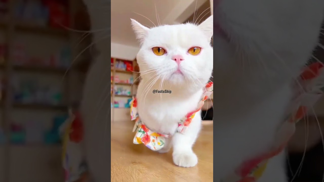 Omg Cute cate walk | how to catwalking
