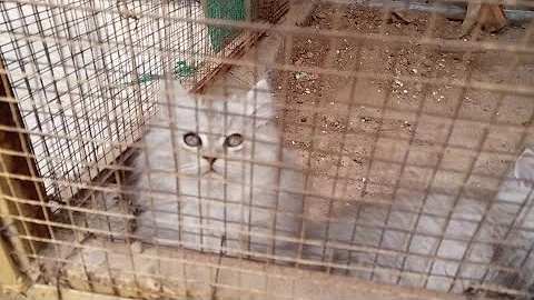 Video 11816751: persian cat fight