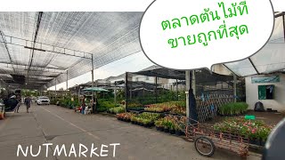 ตลาดต้นไม้พระเงิน #ศูนย์พันธุ์ไม้พระเงิน