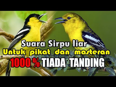 Suara sirpu atau cipoh liar untuk pikat paling ampuh,apa lagi untuk masteran.
