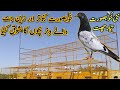 Kabootar bazi ki new chaat  new pigeon loft in gujrat by dostana pigeons amra