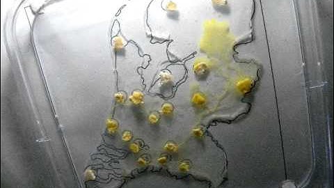 Plasmodium of Physarum polycephalum approximate motorways in the Netherlands