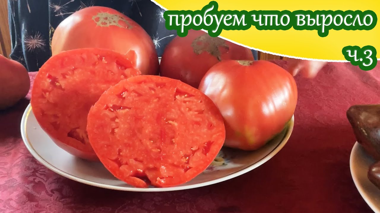 Дегустация сортовых томатов ч.3/ Моё мнение о вкусе выросших у меня сортовых томатов 2023