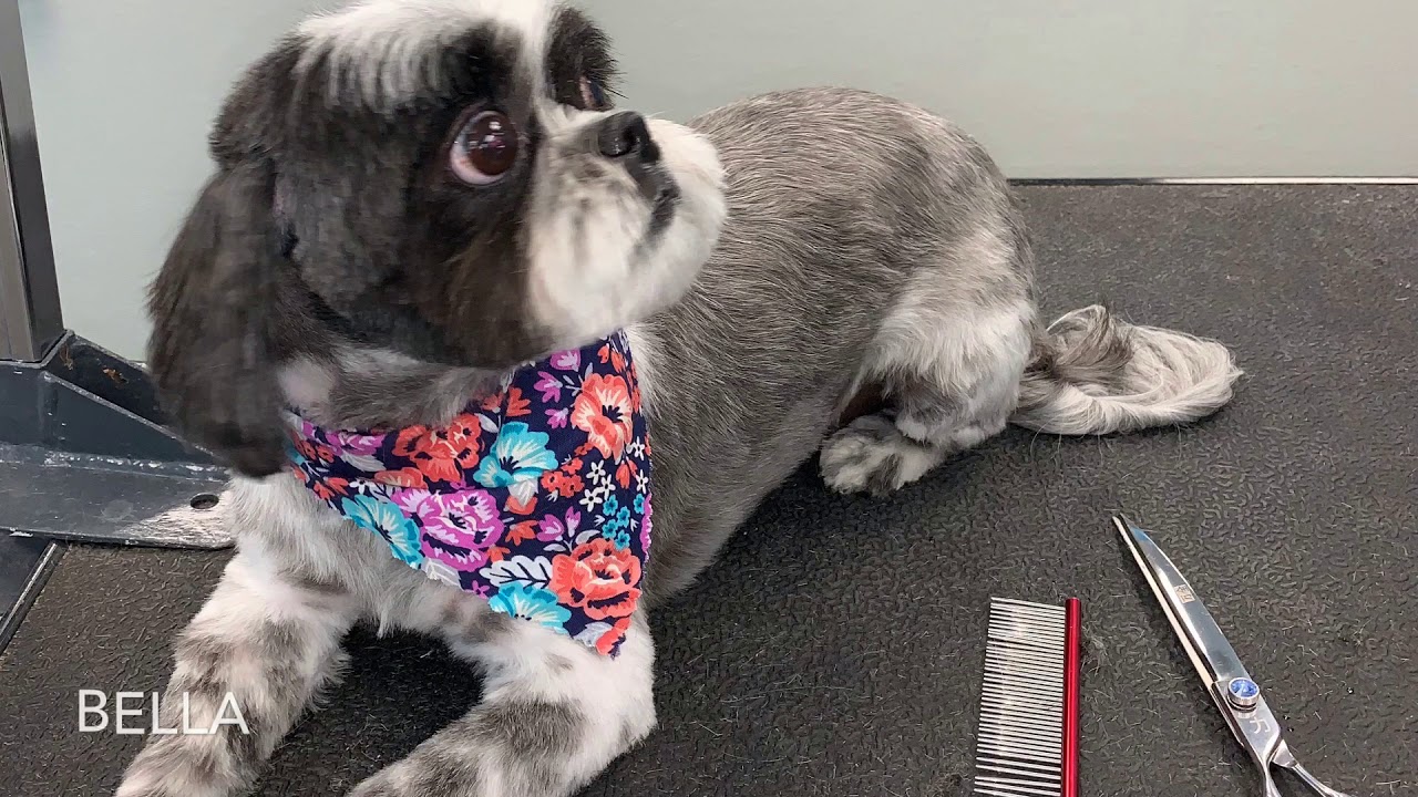 Bow Wow Pet Salon YouTube