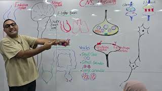 CNS Physiology lecture-1 Kasr Alainy 2025 by dr. Elsherif