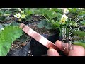 家庭菜園　イチゴを食害するナメクジに　 銅箔テープは効果が有るのか？