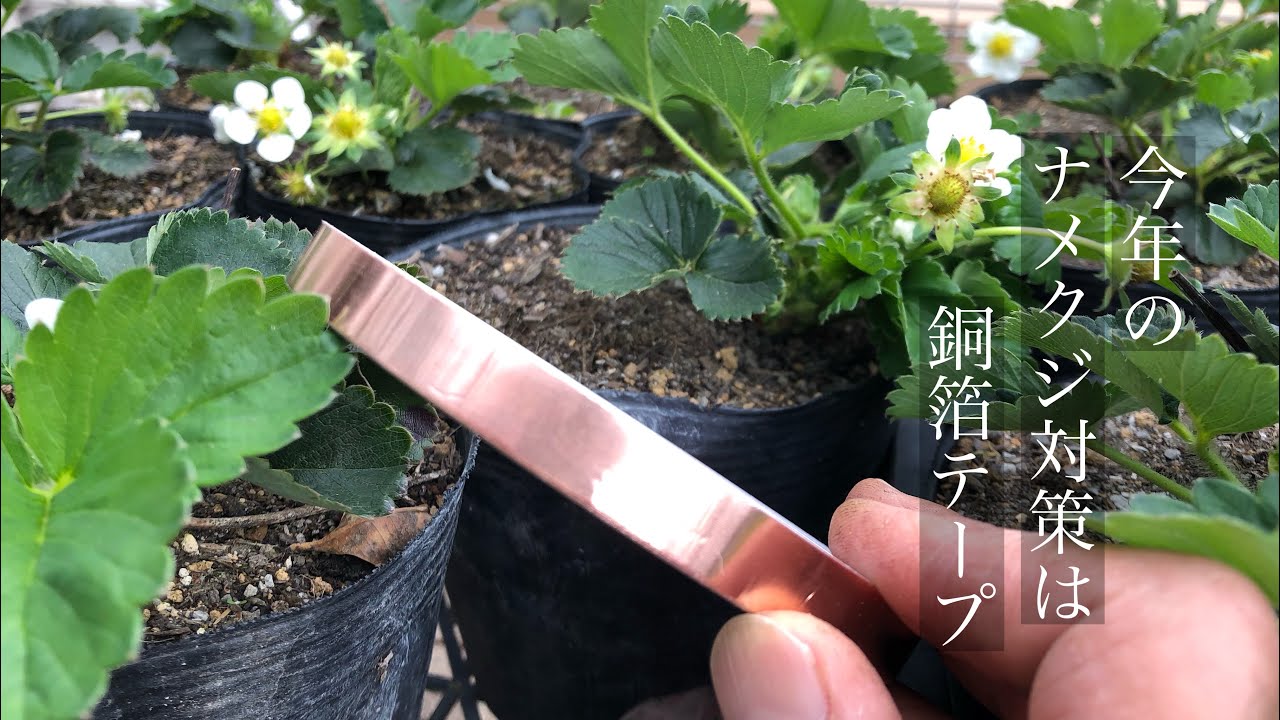 家庭菜園 イチゴを食害するナメクジに 銅箔テープは効果が有るのか Youtube