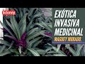 Maguey Morado, especie exótica invasiva y resistente. Características y beneficios. liclonny