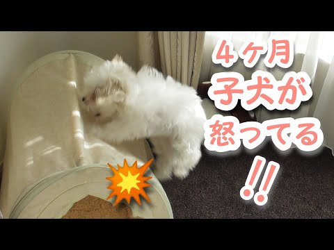 【マルチーズ子犬】怒ると手がつけられない4ヶ月子犬☆助走からの飛び蹴りをお見逃しなく!【puppy】#shorts
