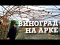 ОБРЕЗКА ВИНОГРАДА НА АРКЕ. КАК ПРАВИЛЬНО ФОРМИРОВАТЬ ПЕРГОЛУ.