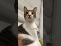 👀 #cat #anmals #cutecat #cute #cuteanimal #cutepet #猫 #pets