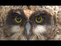 Owl Notes–Short-eared Owl Banding