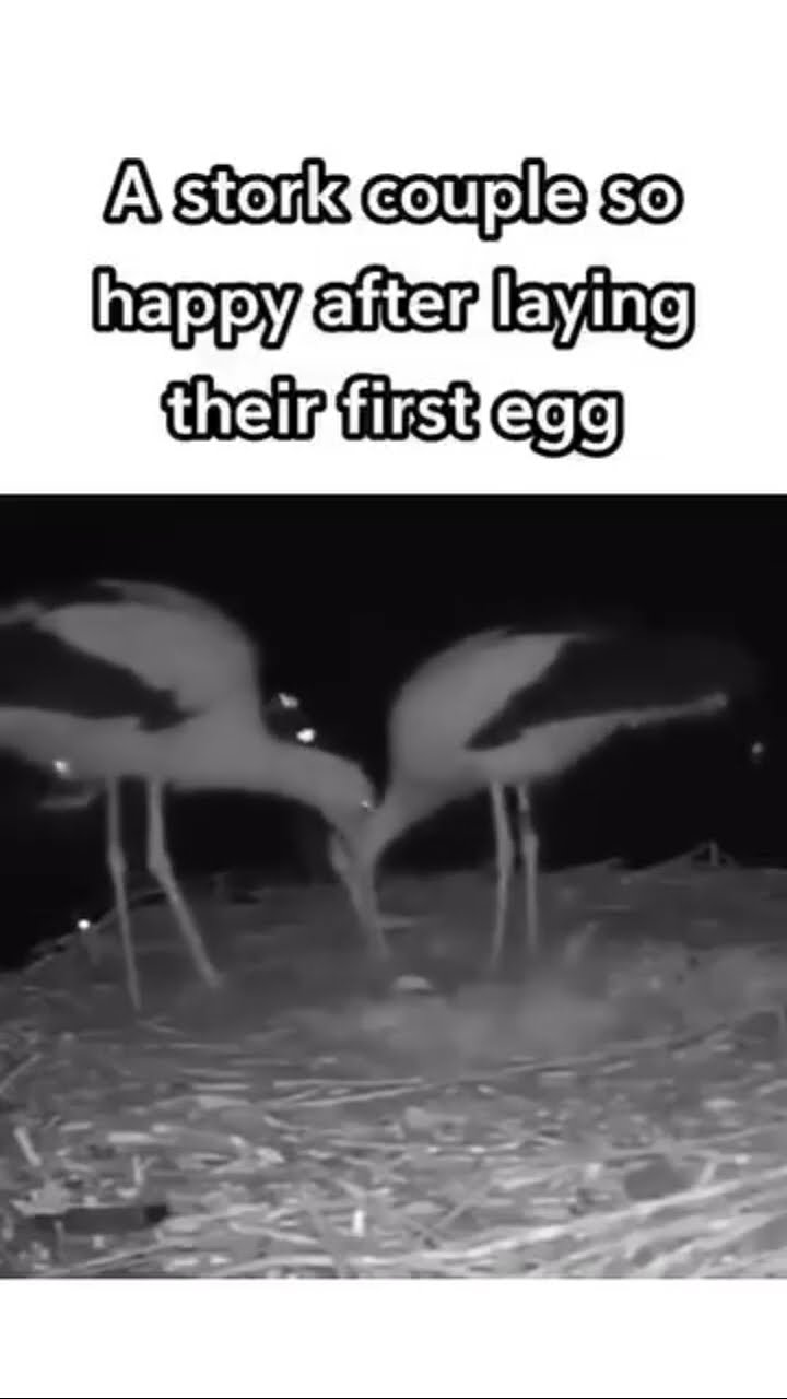 Happy couple like look shh there’s some eggs