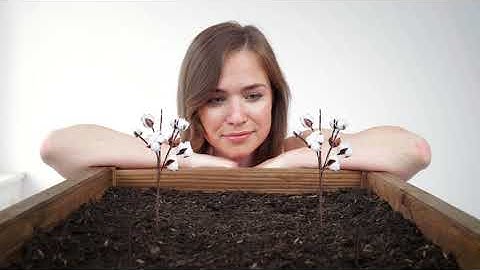 There is more to cotton than you think: Sustainable fibre.