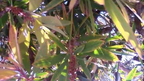 Optic flow movie assignment example 6