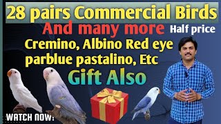 28 commercial pairs...Rates half & many more,,  #moonali #youtube #lovebirds