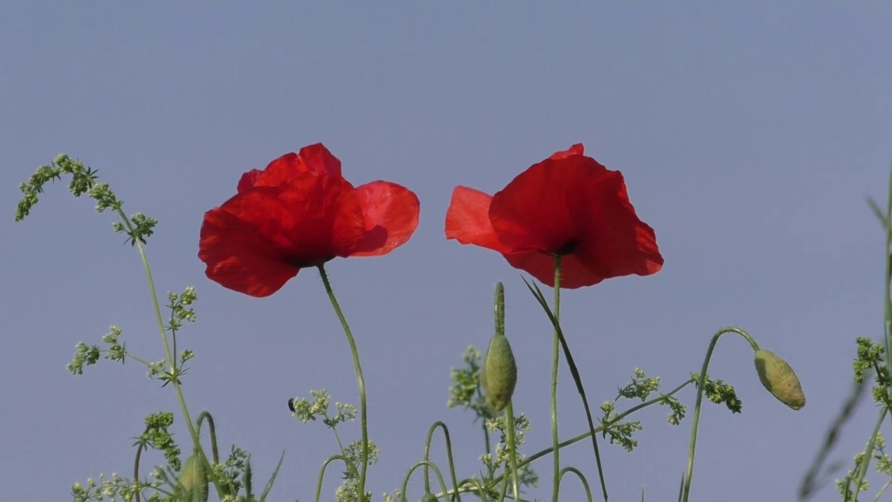 Klatschmohn in Bodenheim - Landschaft im Frühling