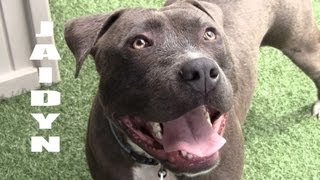 JAIDYN - THE BLUE BEAUTY (ADOPTED!)