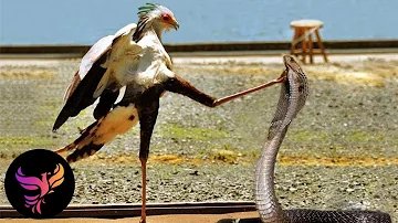 The Secretary Bird: Africa’s Deadly Stalker | Bird documentary | Wild Wings