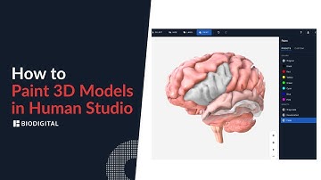 How to Paint 3D Models in Human Studio
