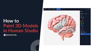 How To Paint 3D Models In Human Studio