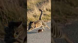 Will the cat successfully catch the weasel 🐱⚔ A thrilling chase begins