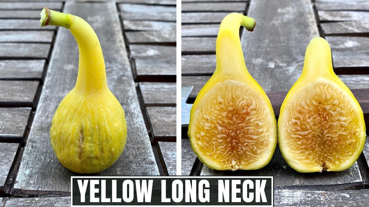 YELLOW LONG NECK | TASTING AND REVIEW
