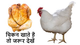 Broiler Chicken Khane ke Nuksan | Broiler chicken खाने से नुक्सान | Side Effects of Eating Chicken