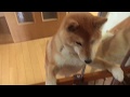 【柴犬どんぐり】飼い主に再会したときの反応
