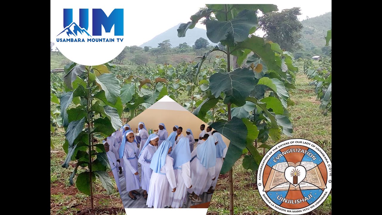 MITI YA MITIKI YAGEUKA HAZINA KWA WATAWA WA MILIMA YA USAMBARA