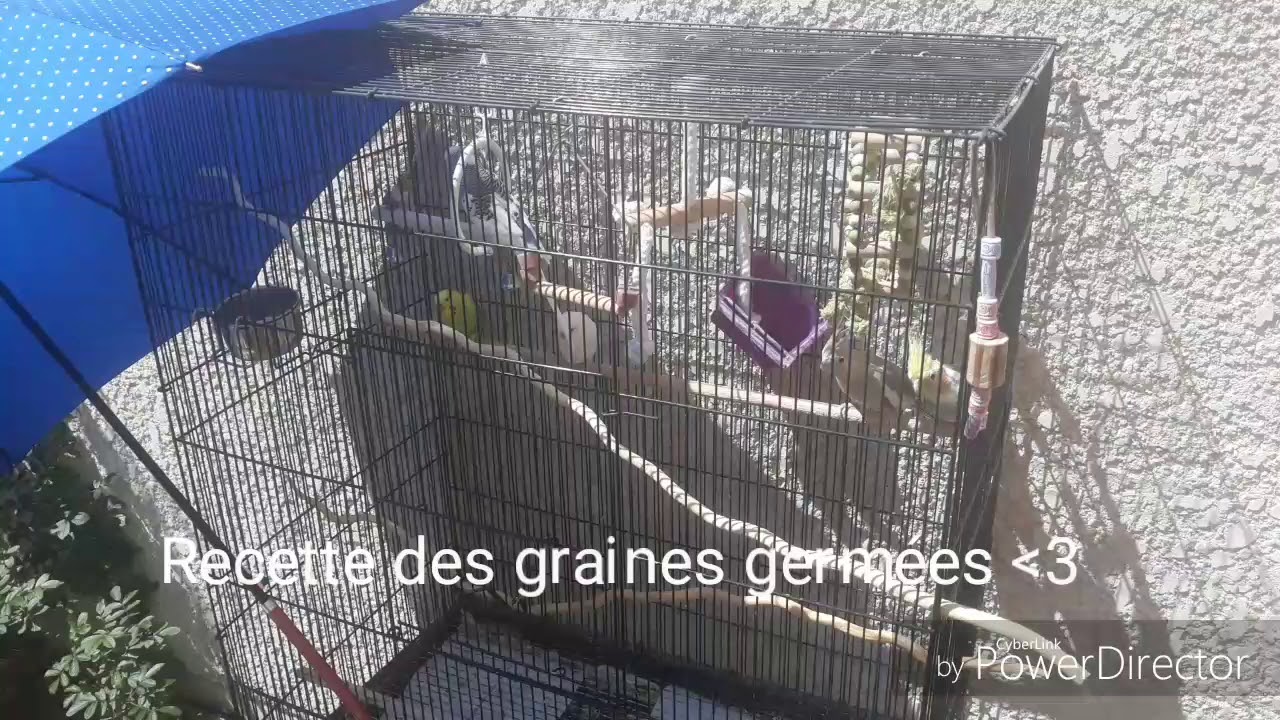 Comment faire germer des graines ? - YouTube