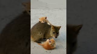 Cuteness Alert ⚠️ Quokka and Kitten Playing Together is Too Wholesome #Quokka #Kitten #CuteAnimals