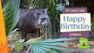 Hes 20? Arturo The Tapirs Birthday Surprise Wait For The Cake