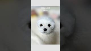 말티즈 아트돌 #말티즈 #아트돌 #주문제작 #앨리스펠트 #반려견 #강아지 #강아지인형 #dog #maltese #artdoll #replica #alicefelt #handmade