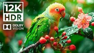 EXTREME COLORS in Dolby Vision 12K HDR | with cinematic sound (Colorful Animal Life)