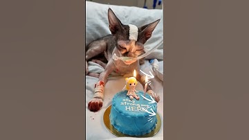 #animal-intelligence #cat #cake #o #cute #aiandcats #happybirthday #aicats #funny #kitten #o