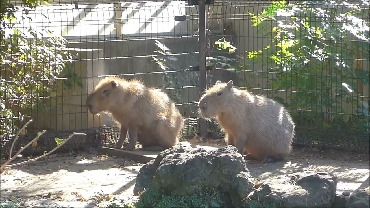 2023年11月9日の朝のラ・メールの様子　～ラ・メールと最後に会った日～