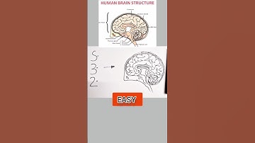 Human brain diagram drawing class 10 Science #cbseclass10 #cbse