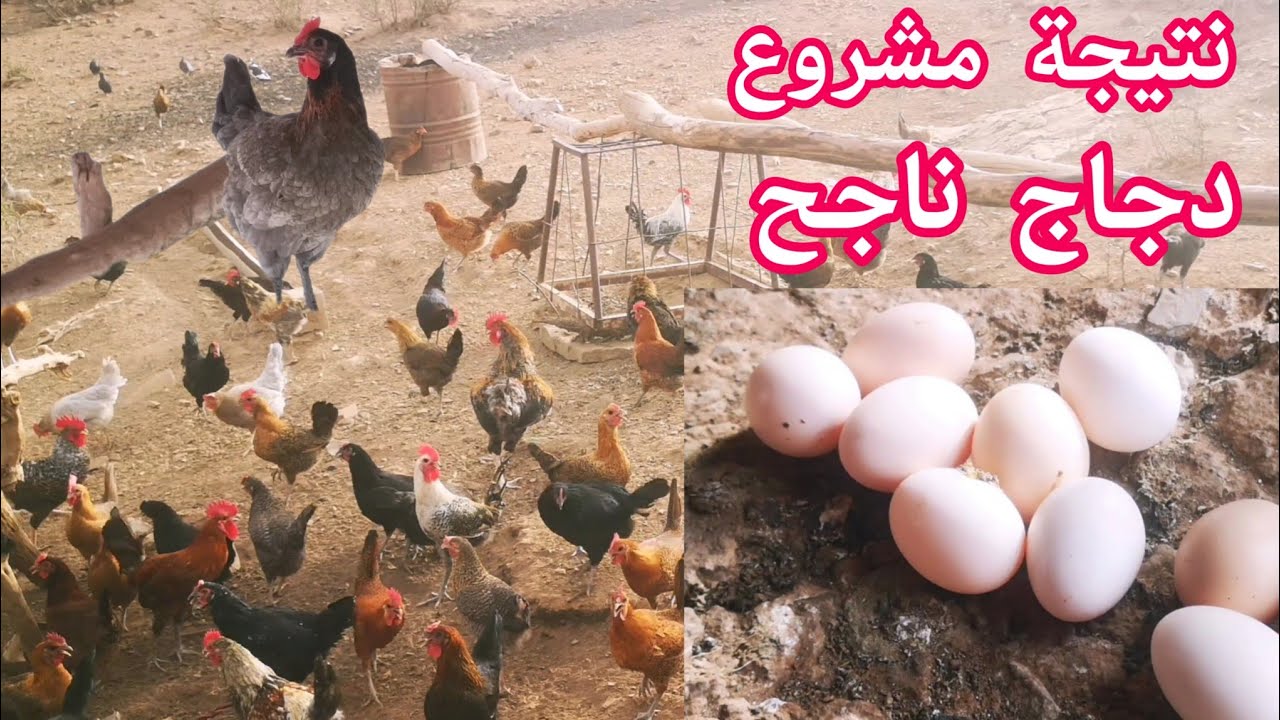 #مشروع_مربح_تربية الدجاج البلدي من البداية حتى جني ثمار المشروع
