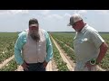 @conceptagritek's CalBor Mitigates Stress on Cotton