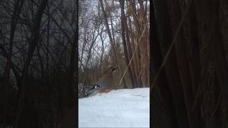 Jay and walnut(Garrulus glandarius)#corvidlife#Corvids #birdwatching #garden #asmr#winterbirds