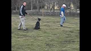 Todic's Classic Dobermans Luca Bite work