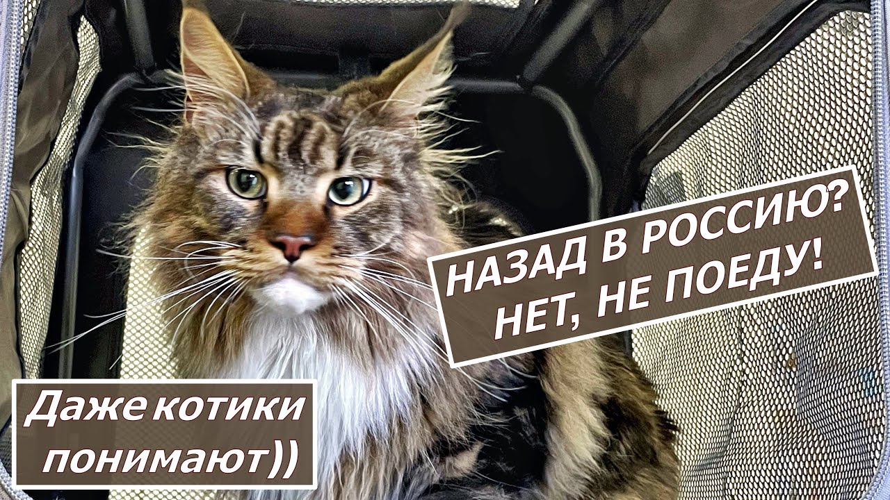 Toyota вернулась в россию Toyota вернулась в россию