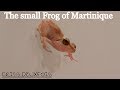 Chant de La Petite Grenouille ; Martinique ; Frog ; Batracien ; Hylode ; Amphibien ; 972 ; France