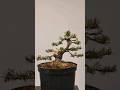 Moyogi nu jutsu🌲 how to start a Bonsai with a nursery pine👏🏻💚 #bonsai #tutorial #fyp #fy #howto #diy