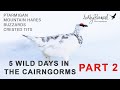 Winter wildlife photography in the cairngorms