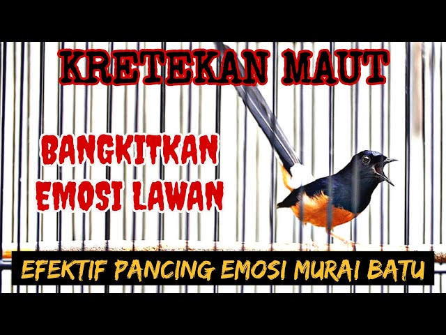 KRETEKAN MURAI BATU MEMANCING EMOSI, SEKALI DENGAR 100% MURAI BATU APAPUN LANGSUNG EMOSI class=