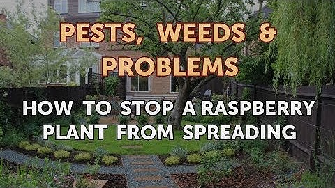 How to Stop a Raspberry Plant From Spreading